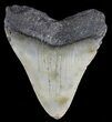 Bargain, Megalodon Tooth - North Carolina #54898-2